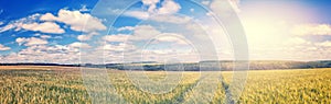 La strada attraverso d'oro grano perfetto cielo blu. maestosamente rurale 