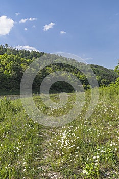 Path in the grass