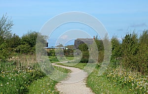 Path, grass, dandelion seedheads, clocks, shrubs