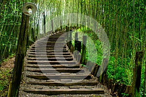 Path in green bamboo forest