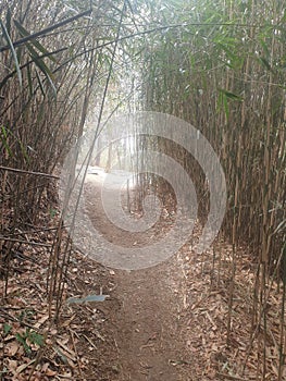 a path in a green bamboo tree