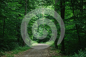 path in green beautiful dark forest