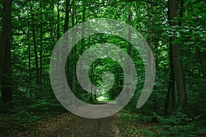 path in green dark forest