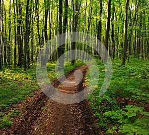 Path in green deciduous forest, nature background