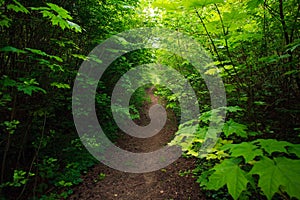 Path in green deciduous forest, nature background