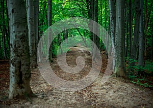 Path in green deciduous forest park among trees, hiking trail outdoors