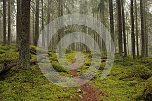 Path in a green foggy pine forest