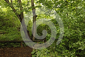 Path with green foliage at a public park