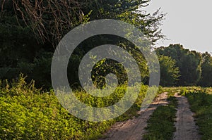 Path through green forest and little river near. Places for walk on the fresh air in summer