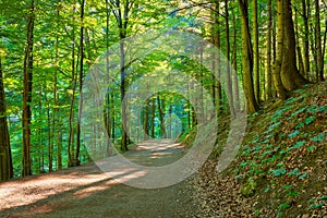 Path by the green forest. Nature Reserve.