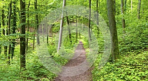 path in a green forest in spring