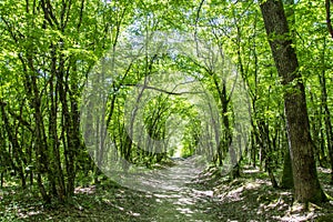 A path in a green forest in sunne weather