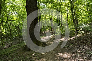 Path in the green forrest