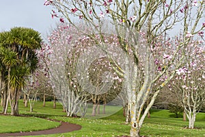 Path through green park lawn around cabbage tree and under pink blossom of magnolia grove