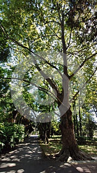 Path in a green park and trees arond