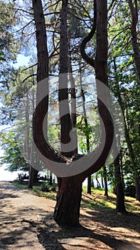 Path in a green park and trees arond