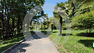 Path in a green park and trees arond
