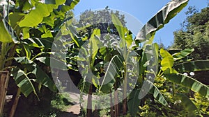 Path in a green park and trees arond