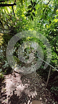 Path in a green park and trees arond