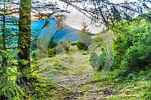 Path in green pine forest