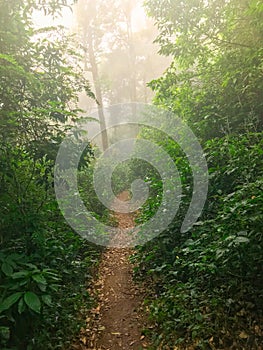 Path in green rain forest at mon jong doi, Chaing mai, Thailand