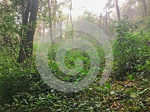 Path in green rain forest at mon jong doi, Chaing mai, Thailand