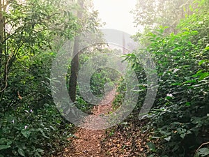 Path in green rain forest at mon jong doi, Chaing mai, Thailand