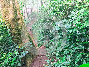 Path in green rain forest at mon jong doi, Chaing mai, Thailand