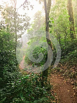 Path in green rain forest at mon jong doi, Chaing mai, Thailand