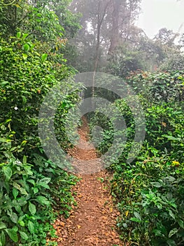 Path in green rain forest at mon jong doi, Chaing mai, Thailand