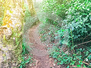 Path in green rain forest at mon jong doi, Chaing mai, Thailand