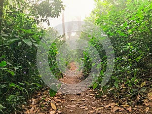 Path in green rain forest at mon jong doi, Chaing mai, Thailand