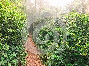 Path in green rain forest at mon jong doi, Chaing mai, Thailand