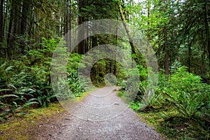 Path in the Green Rain Forest during a summer day