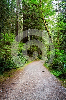 Path in the Green Rain Forest during a summer day