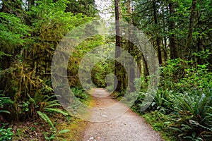 Path in the Green Rain Forest during a summer day