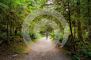 Path in the Green Rain Forest during a summer day