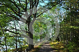 Path with green sprawling tree in forest and sunshine