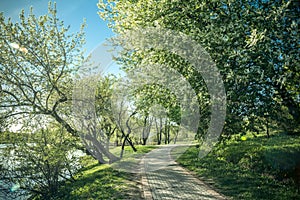 Path in green spring park with a lake