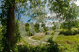 Path in green uncontrolled thickets