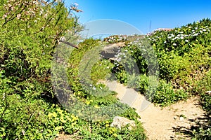 Path between green vegetation in Azenhas do Mar photo