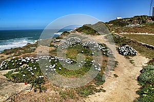 Path between green vegetation in Azenhas do Mar photo