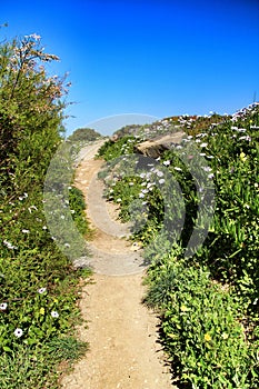 Path between green vegetation in Azenhas do Mar photo