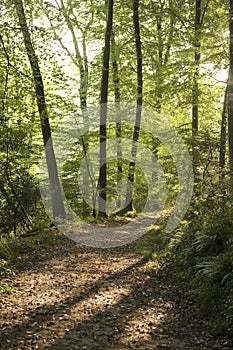 Path through green woodland