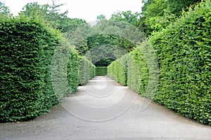 Path between hedges photo