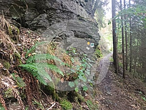 Path on hiking-trail on the boarder between germany, belgium and luxembourg