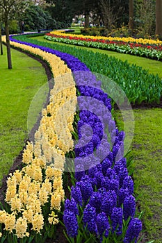 Path of hyacinth, Lisse, Netherlands