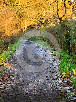 Path illumniated by the Winter sunlight in Burnley Lancashire England