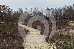 Path inside of a Heather Landscape in Germany