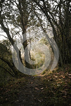 Path through the interior of the forest.